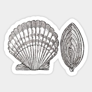 Seashell Sticker